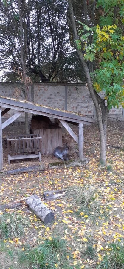 Kenguru Panzió Hódmezővásárhely Exterior foto